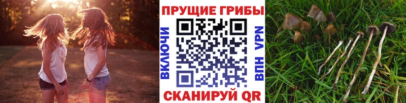 Псилоцибиновые грибы мицелий  купить   Вятские Поляны 